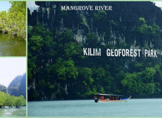 Mangrove Tour langkawi