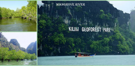 Mangrove Tour langkawi